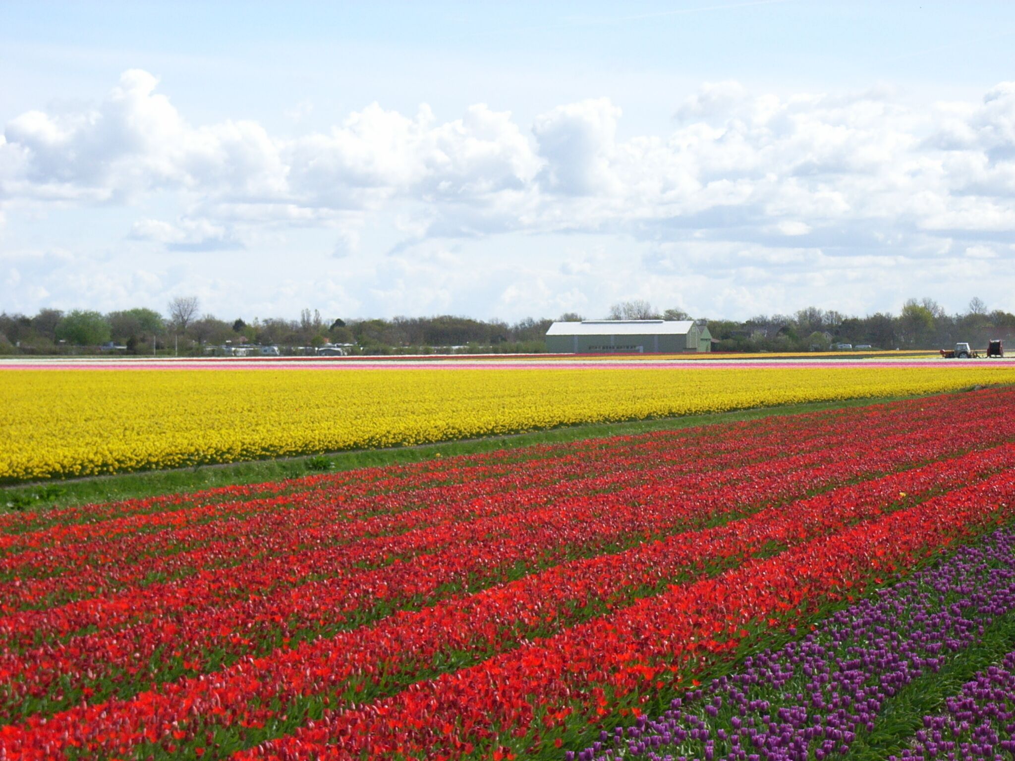 Un camp de tulipes amb un edifici al fons.