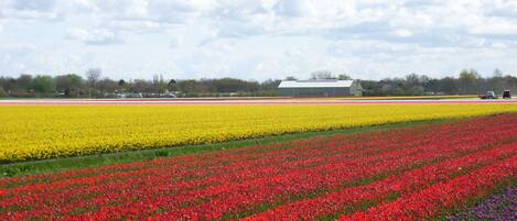 Un camp de tulipes amb un edifici al fons.