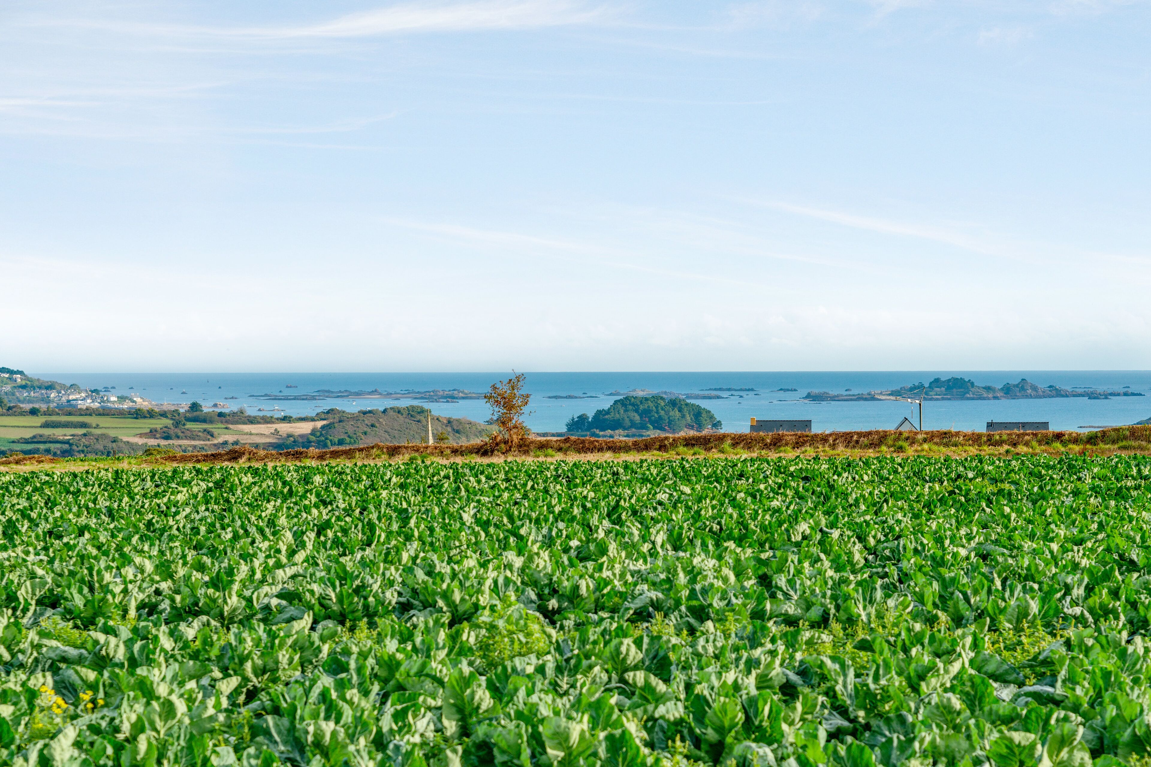 Un campo de cultivos verdes con vista al mar en el fondo.