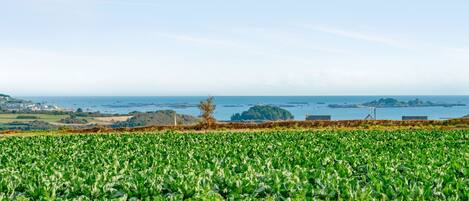 Un campo de cultivos verdes con vista al mar en el fondo.