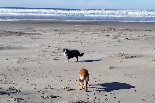 Plage, chaises longues, serviettes de plage