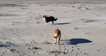 Beachfront Cabin W / Pvt Trail à la plage / chiens ok / séjour 2 obtenir le 3Úme gratuit jusqu'au 28 février