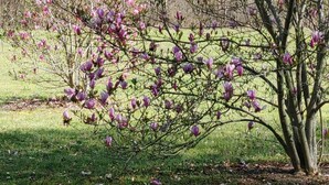 Ein Baum mit rosa Blüten in einer grünen Wiese.