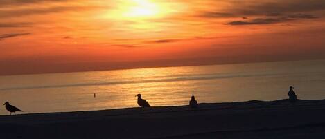 Tramonto su una spiaggia con sagome di uccelli e una ringhiera in primo piano.