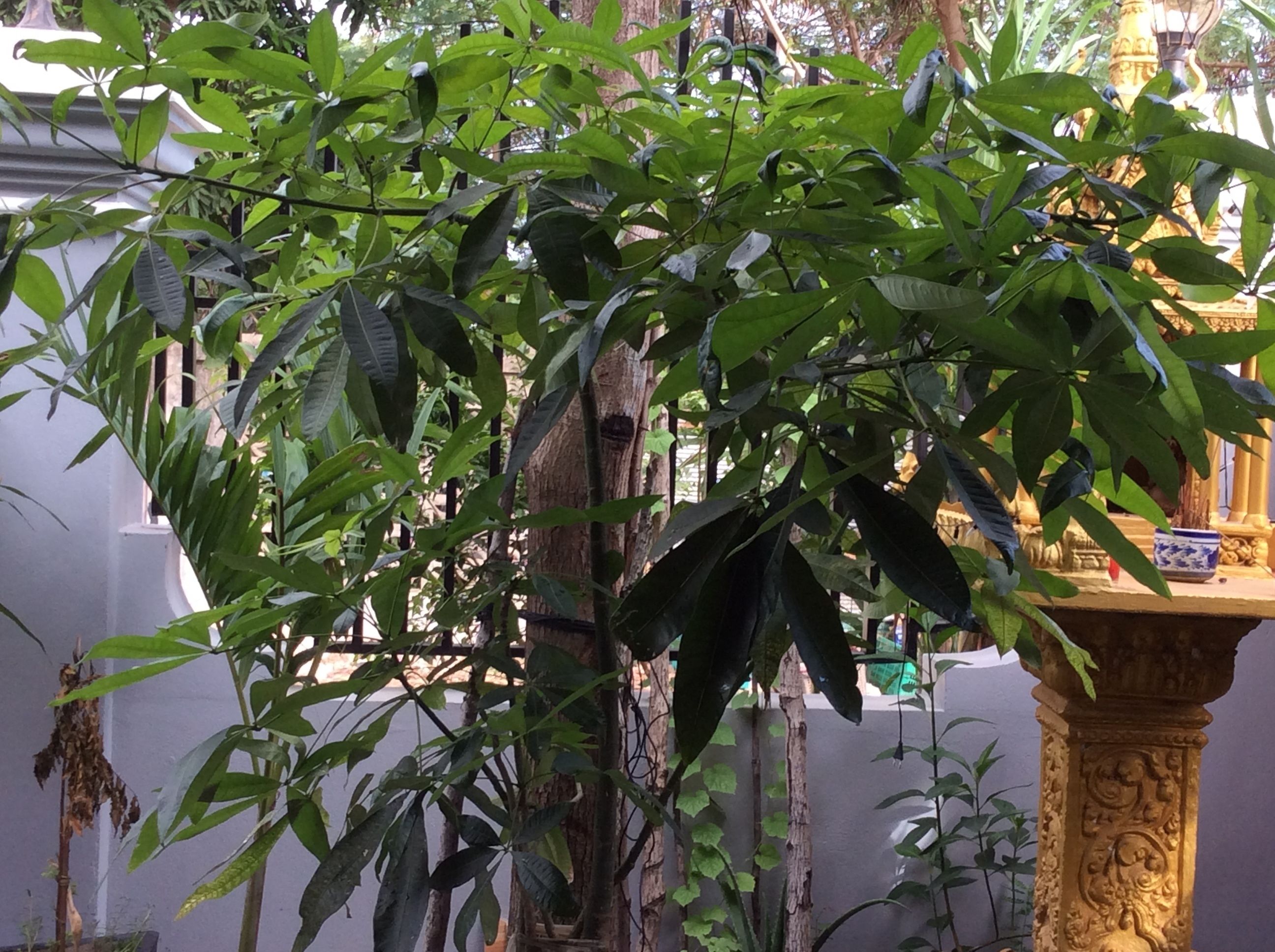 高级双床房, 城市景观 | 花园景观