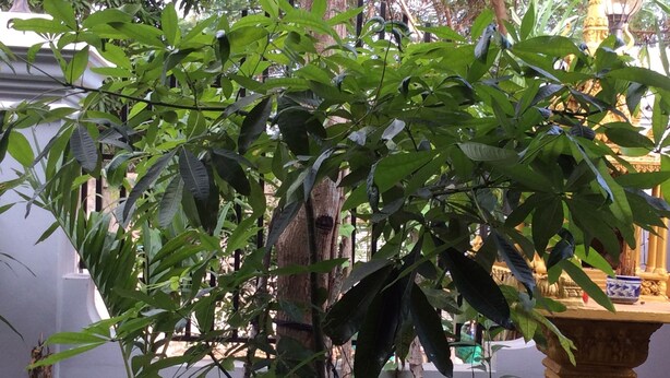 A room with a large potted plant, a wooden table with a decorative item, and a wall with a textured pattern. - Realkhom Homestay (Siem Reap)