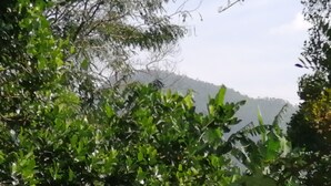 Dense green foliage with a mountain in the background. - Foret De Vill - Hostel (Ella)