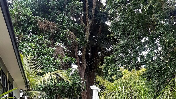 Un sentiero nel giardino con pietre di appoggio, circondato da vegetazione lussureggiante e un albero imponente.