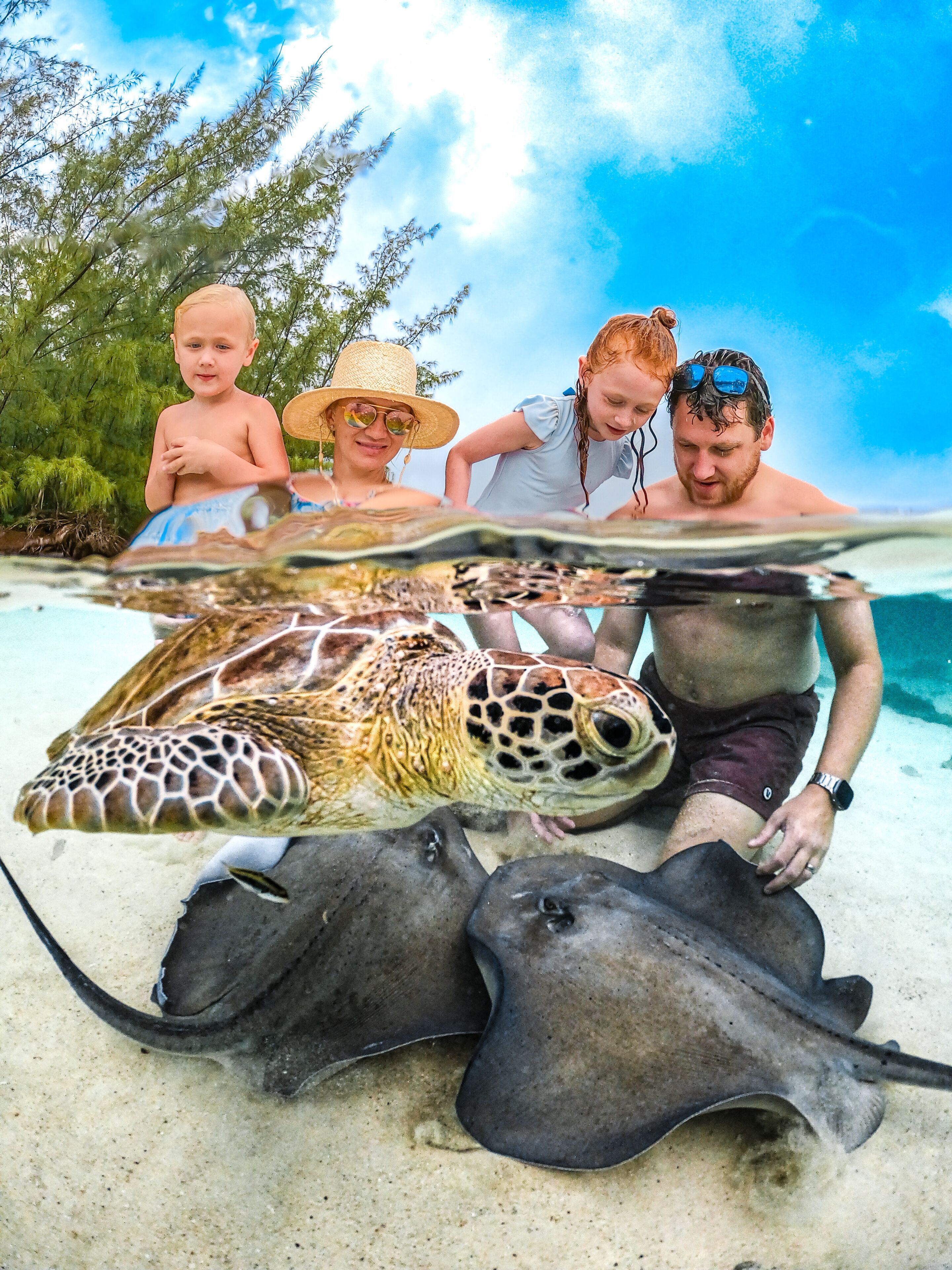 Une tortue et des raies manta sur une plage de sable, avec une eau bleu clair et une végétation verdoyante en arrière-plan.