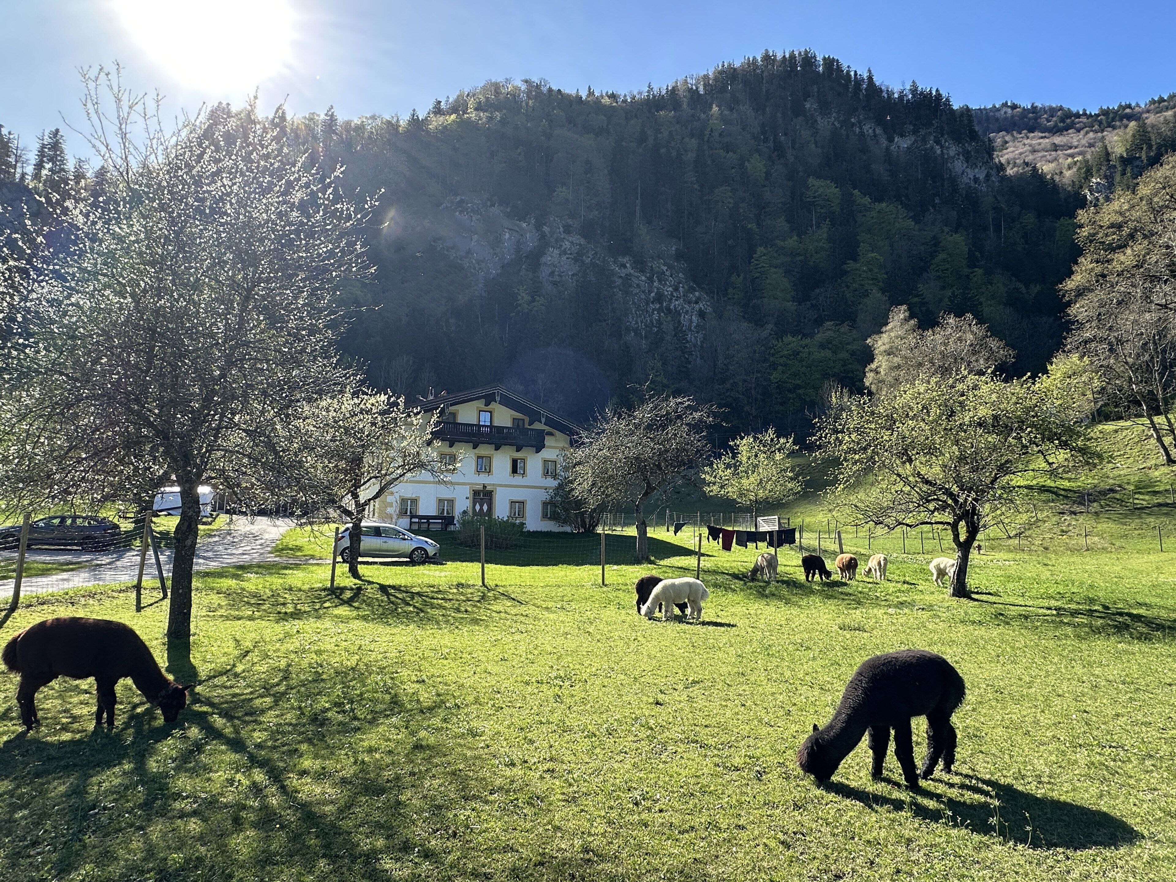 A rural setting with a house, grazing animals, and a mountainous backdrop.