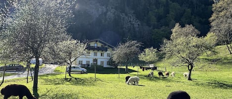 A rural setting with a house, grazing animals, and a mountainous backdrop.
