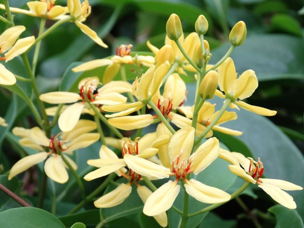 A cluster of yellow flowers with prominent red and white stamens, surrounded by green foliage.