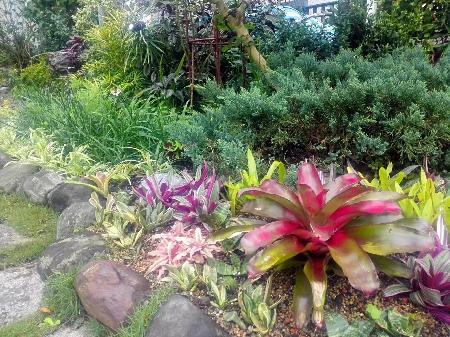 A garden with various plants and rocks.