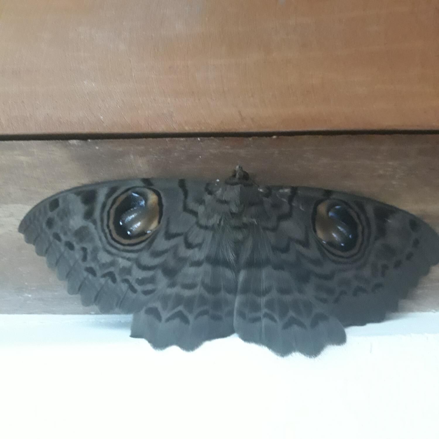 A large moth resting on a wooden surface.