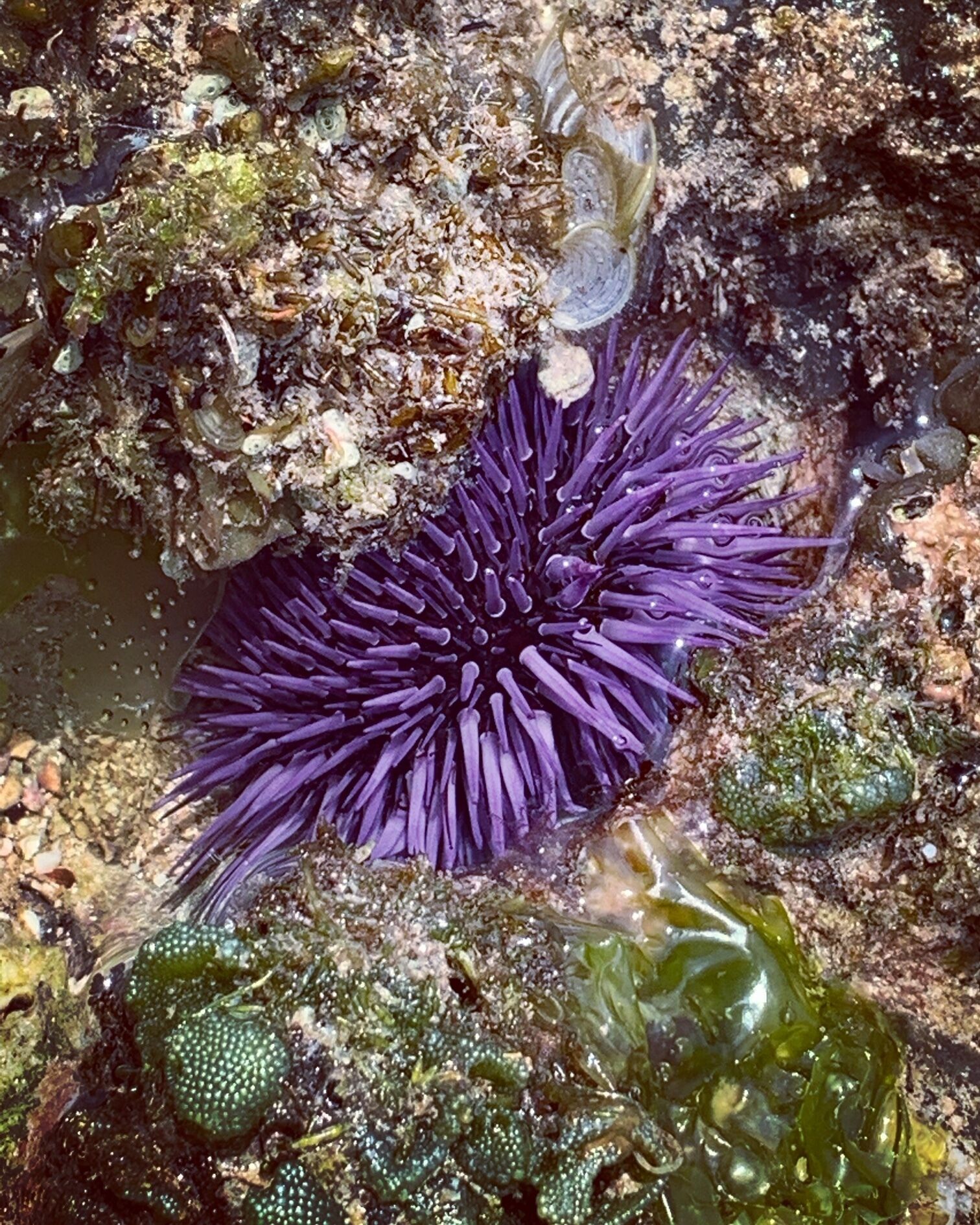 A purple sea anemone on a rocky seabed with green algae and small shells.