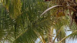 A tropical garden with palm trees and a view of the ocean. - Life Resort St.Thomas Royal Palm (Watamu)