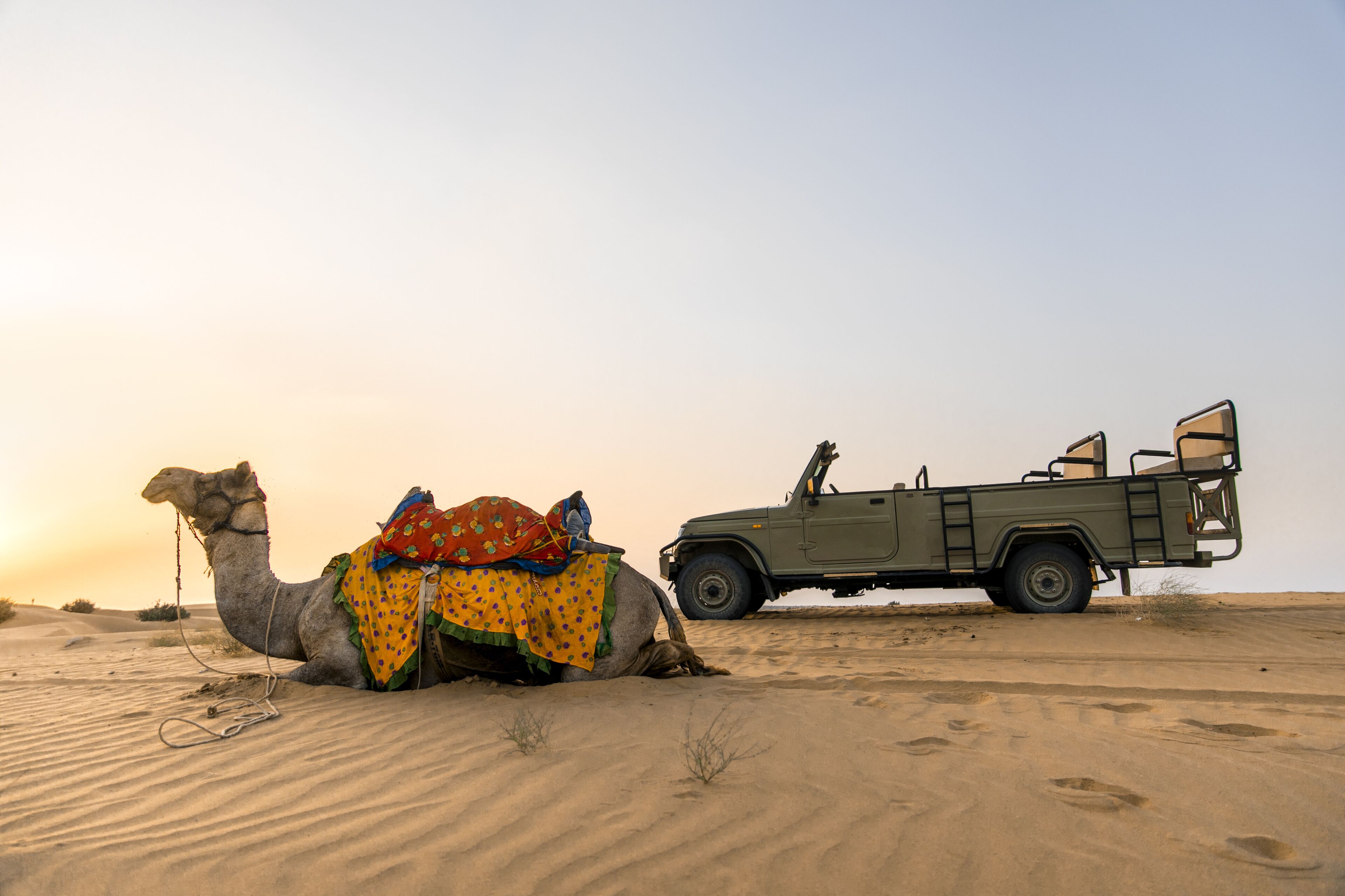 A camel with a saddle and a vehicle in a desert.