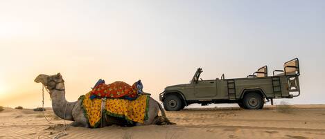 A camel with a saddle and a vehicle in a desert.