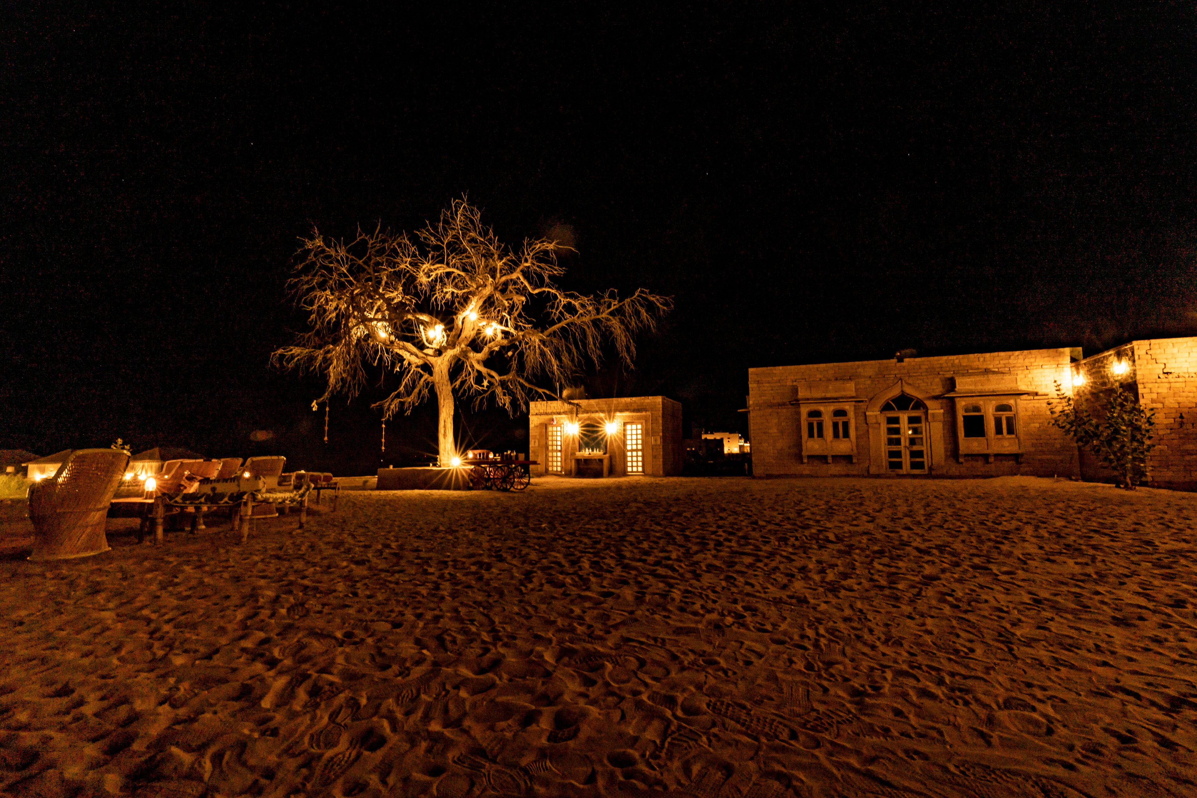 A beach with a tree and a building with lights.