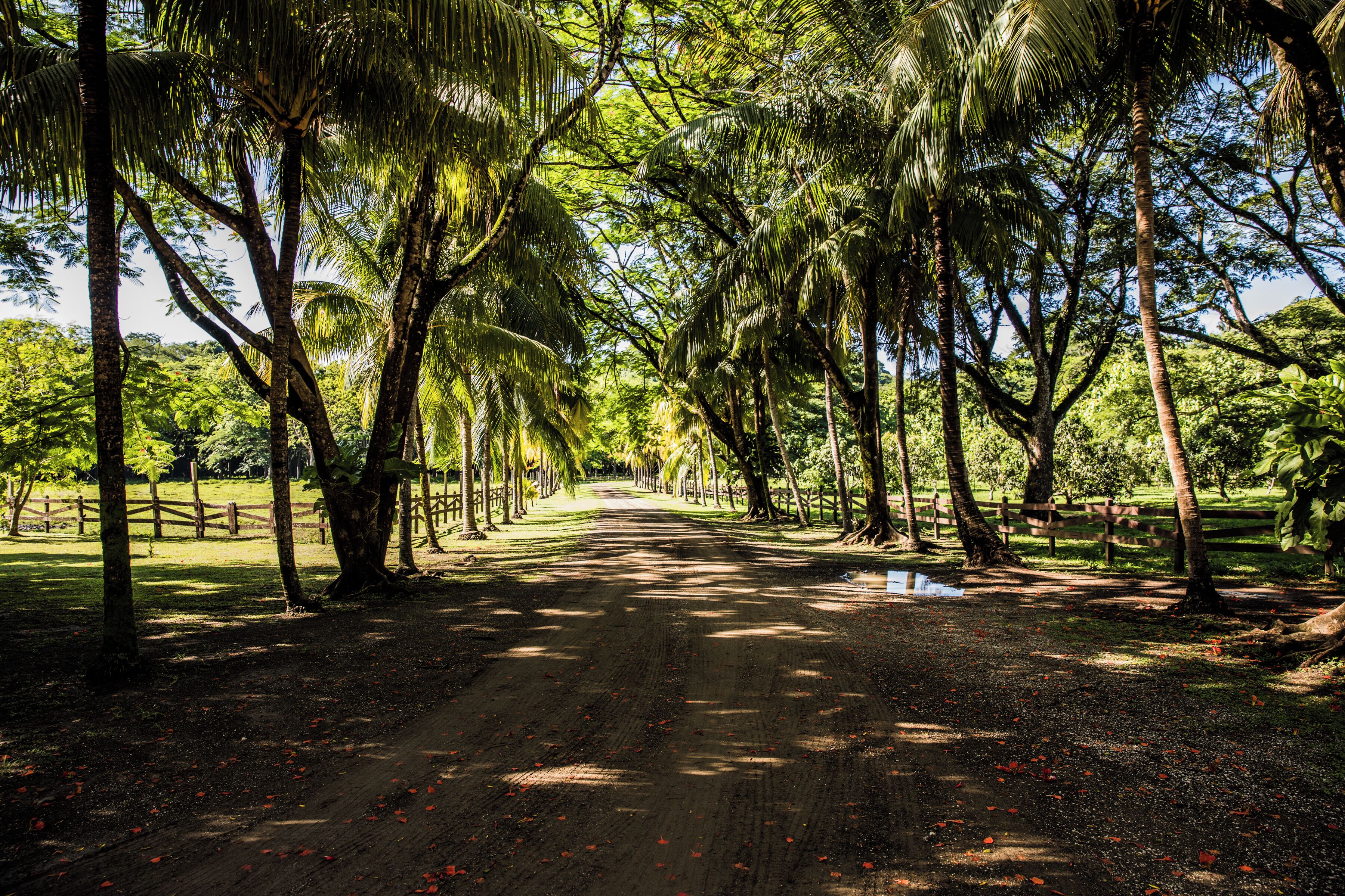 A dirt path flanked by tall palm trees in a park-like setting.