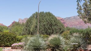Un jardin agrémenté de plantes de yucca et d’une structure en pierre au premier plan, avec des formations rocheuses rouges en arrière-plan.