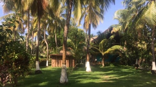 A lush garden with palm trees and a small wooden hut. - IDESTINOS ROLLING HOUSE - PALOMINO (Palomino)