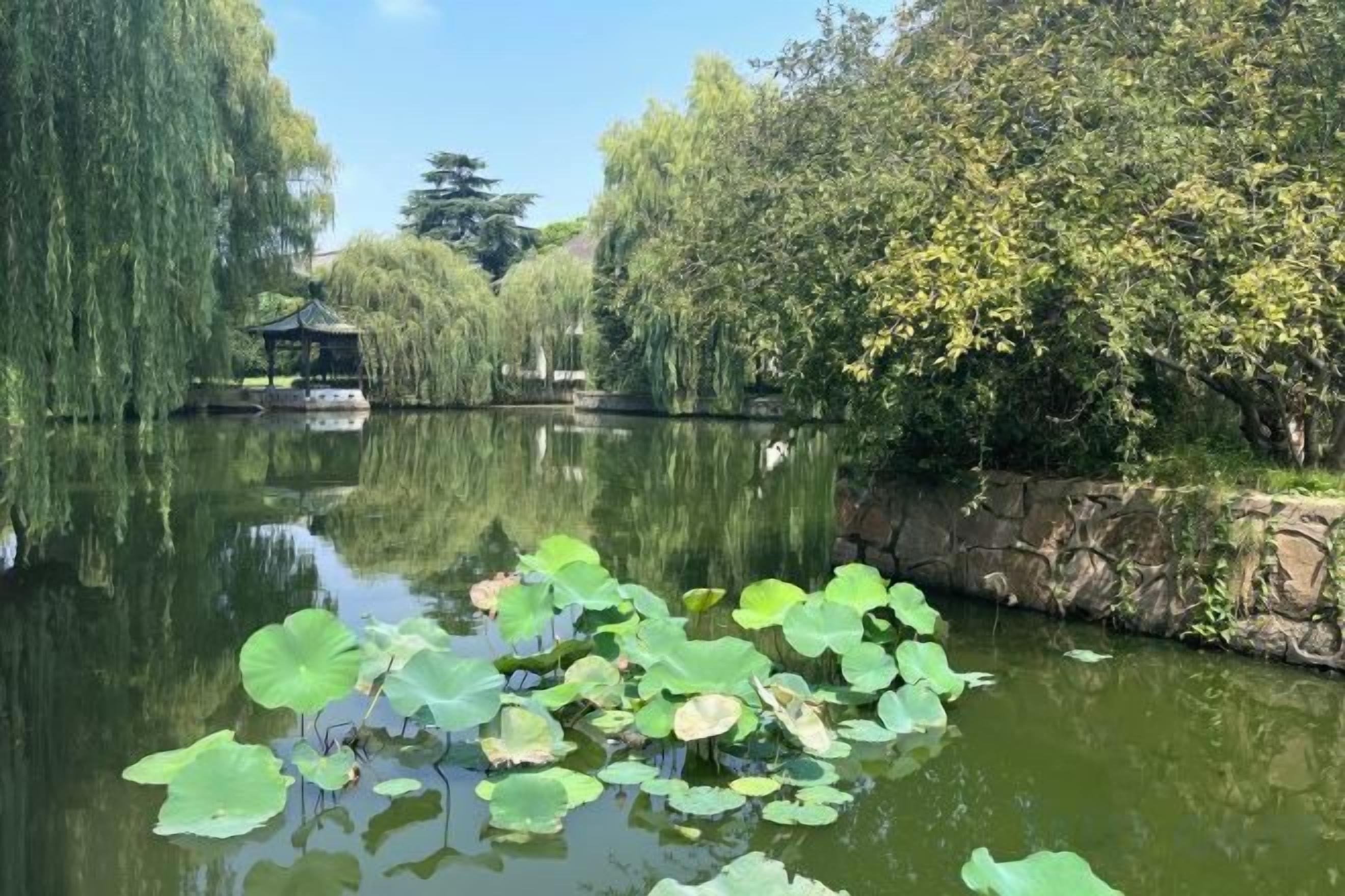 A tranquil pond with lily pads, a gazebo, and dense foliage.
