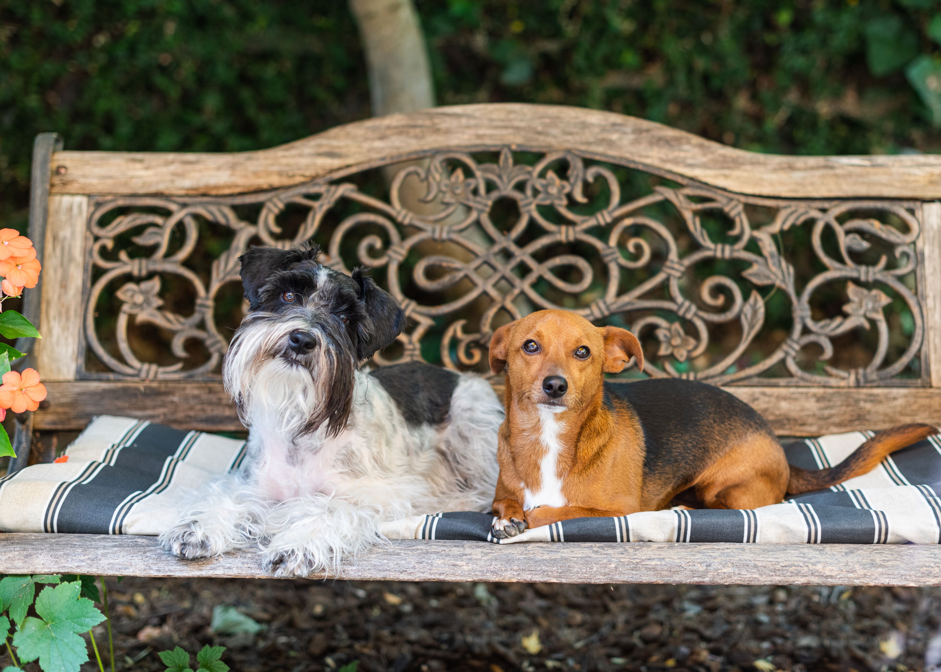 Two dogs sitting on a bench with a decorative metal backrest.