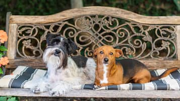 Two dogs sitting on a bench with a decorative metal backrest.
