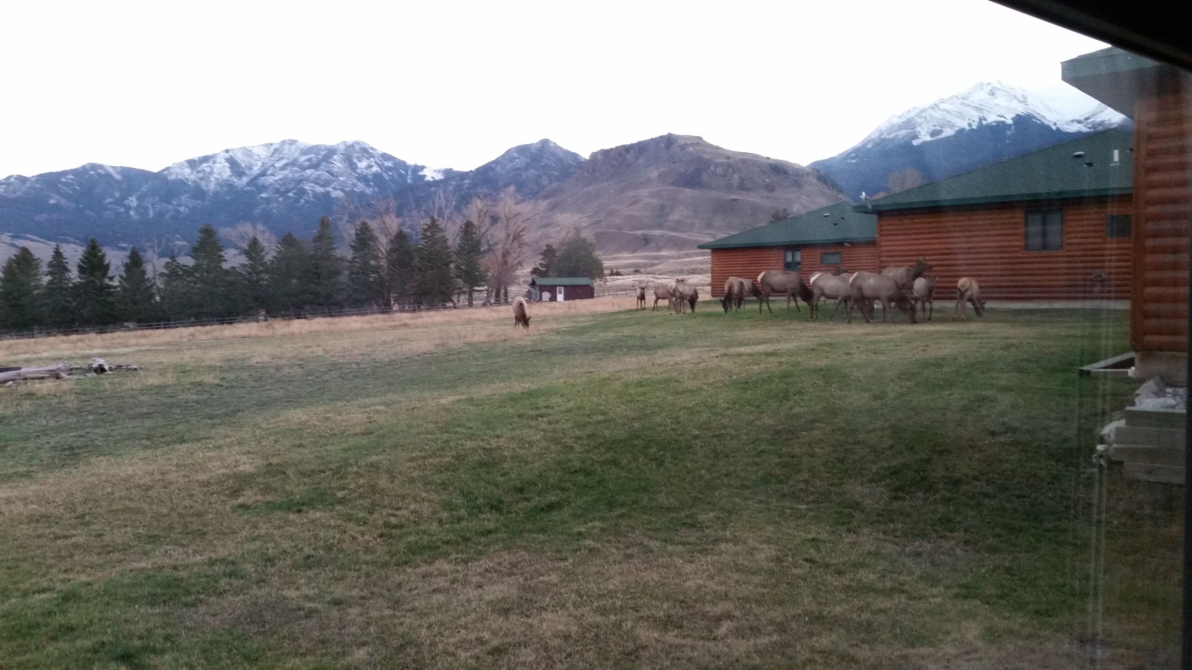 A log cabin with a green roof, surrounded by a grassy field with a few horses grazing.