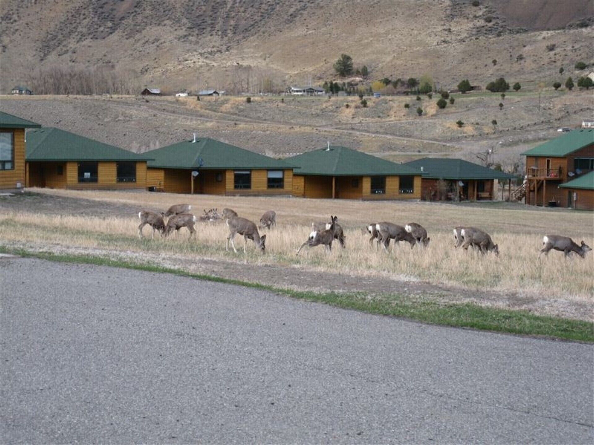 A row of cabins with green roofs and wooden exteriors, set against a hilly backdrop.