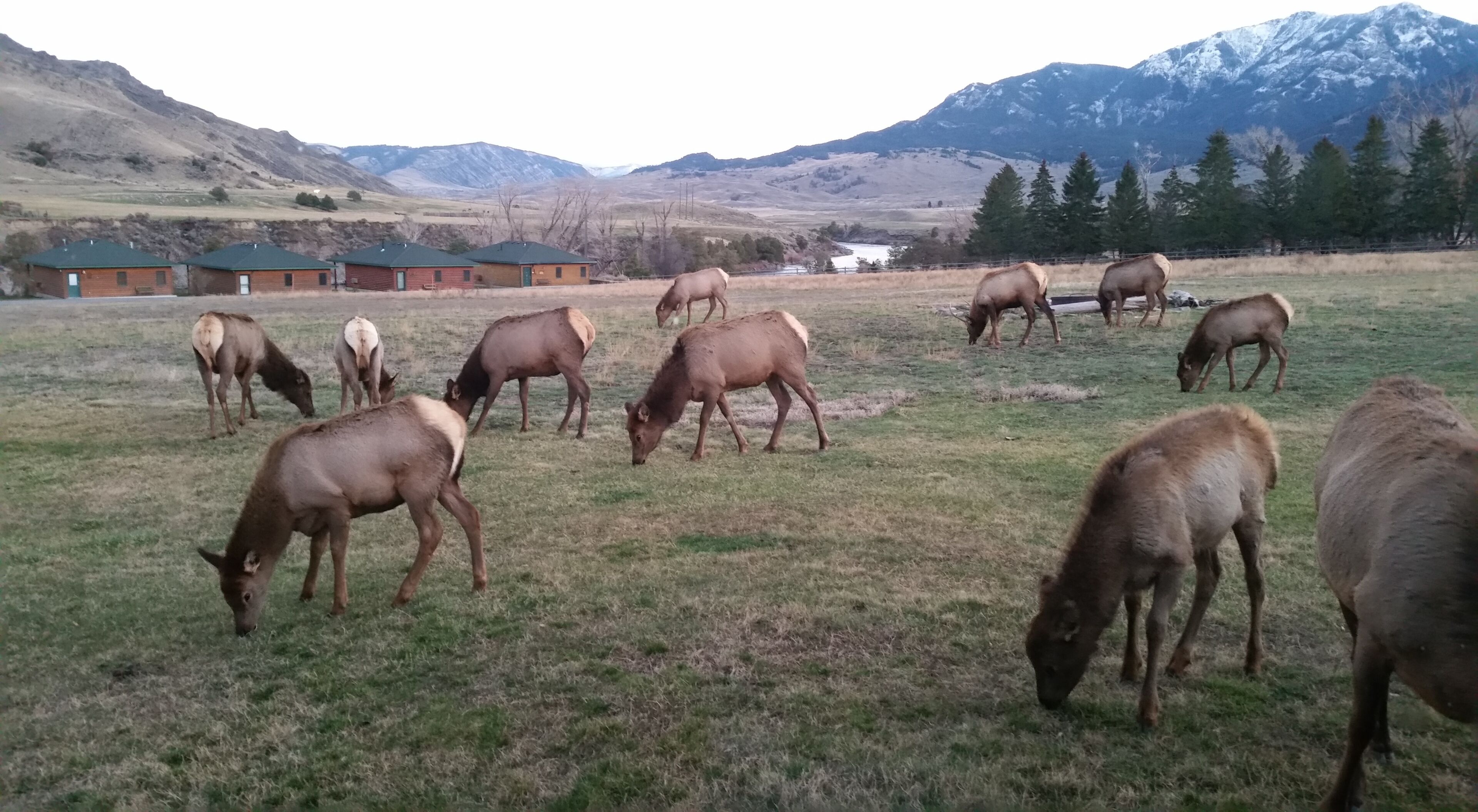 A group of elk grazing in a grassy field with a mountainous backdrop and a building in the distance.
