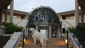 A dog standing on a staircase with stone railings and lights, leading to a covered area with greenery. - Luxury Condo on its Own Private Island on Lake Travis (Lago Vista)