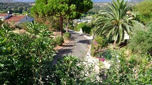 A road flanked by trees and a palm tree, leading to a building with a satellite dish.