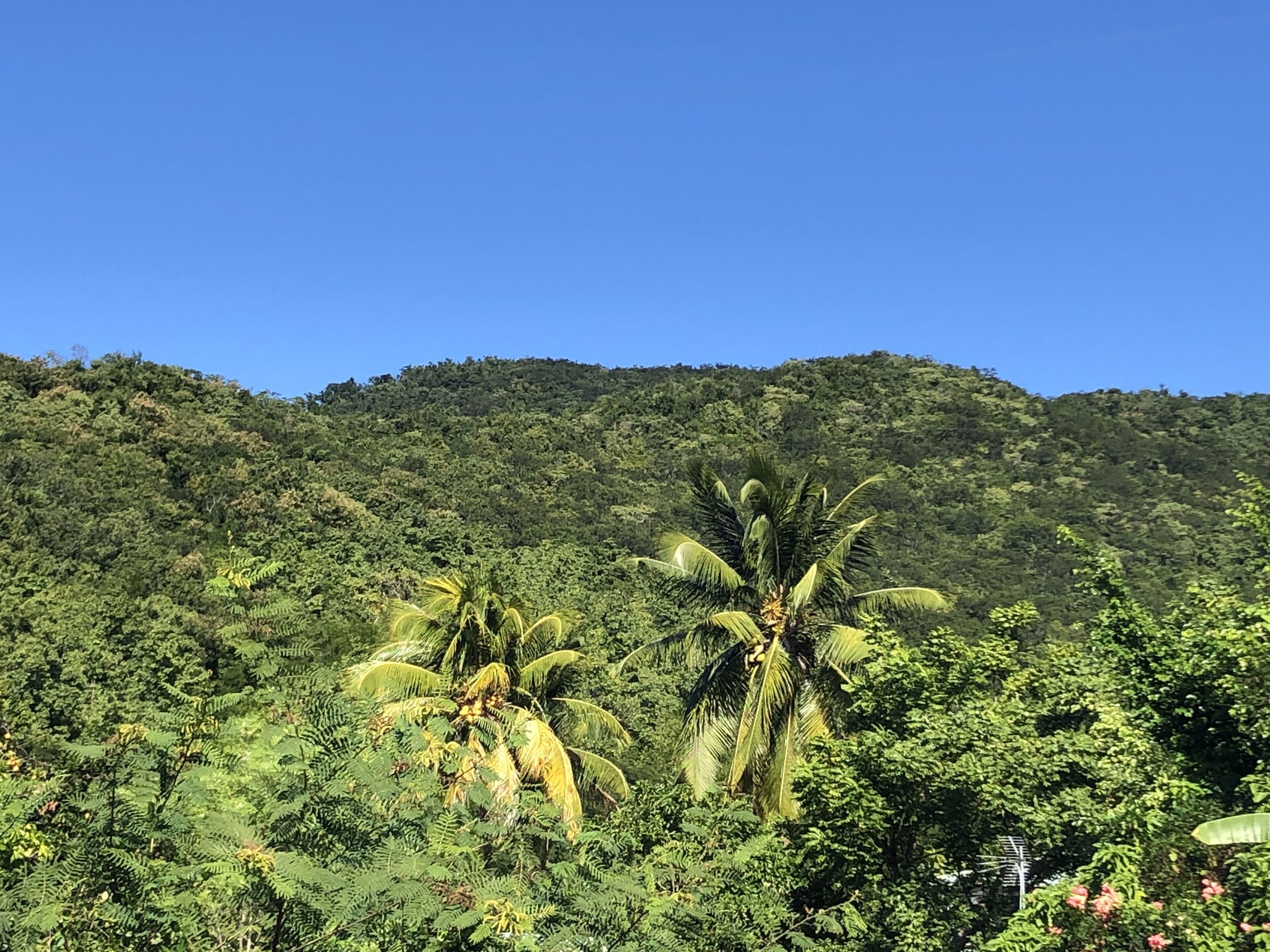 Ett frodigt, grönt landskap med tät vegetation och en klarblå himmel.