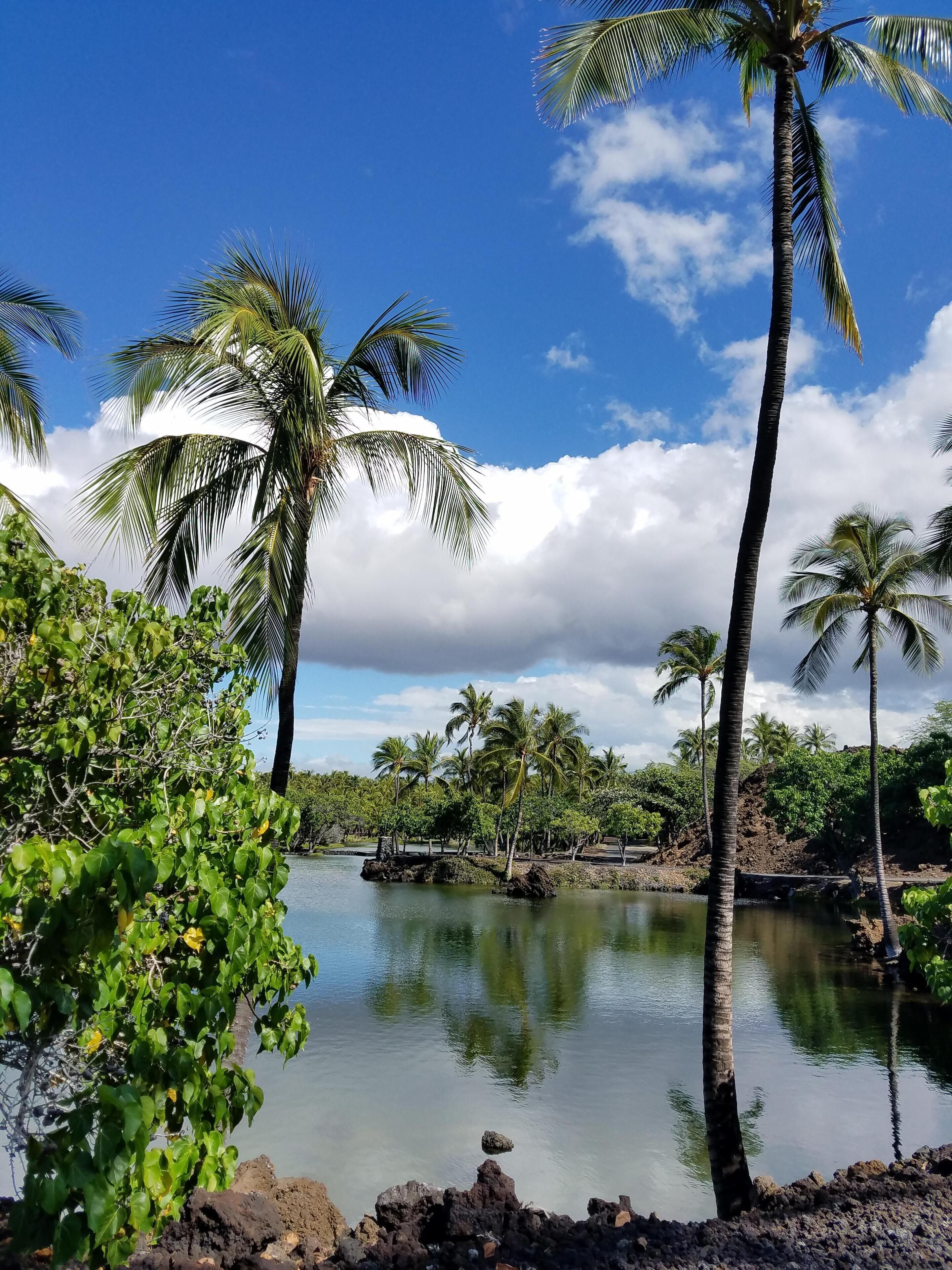 A tropical landscape with palm trees, a calm body of water, and rocky terrain.