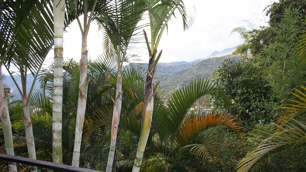 A lush tropical landscape with bamboo trees and dense foliage, viewed from a balcony with a metal railing. - Hotel San Blass (La Unión)