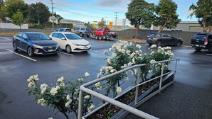 A parking lot with various cars, including a white sedan and a black SUV. There are metal railings and a small white flower bush in the foreground. - Gateway  Motor Inn (Masterton)
