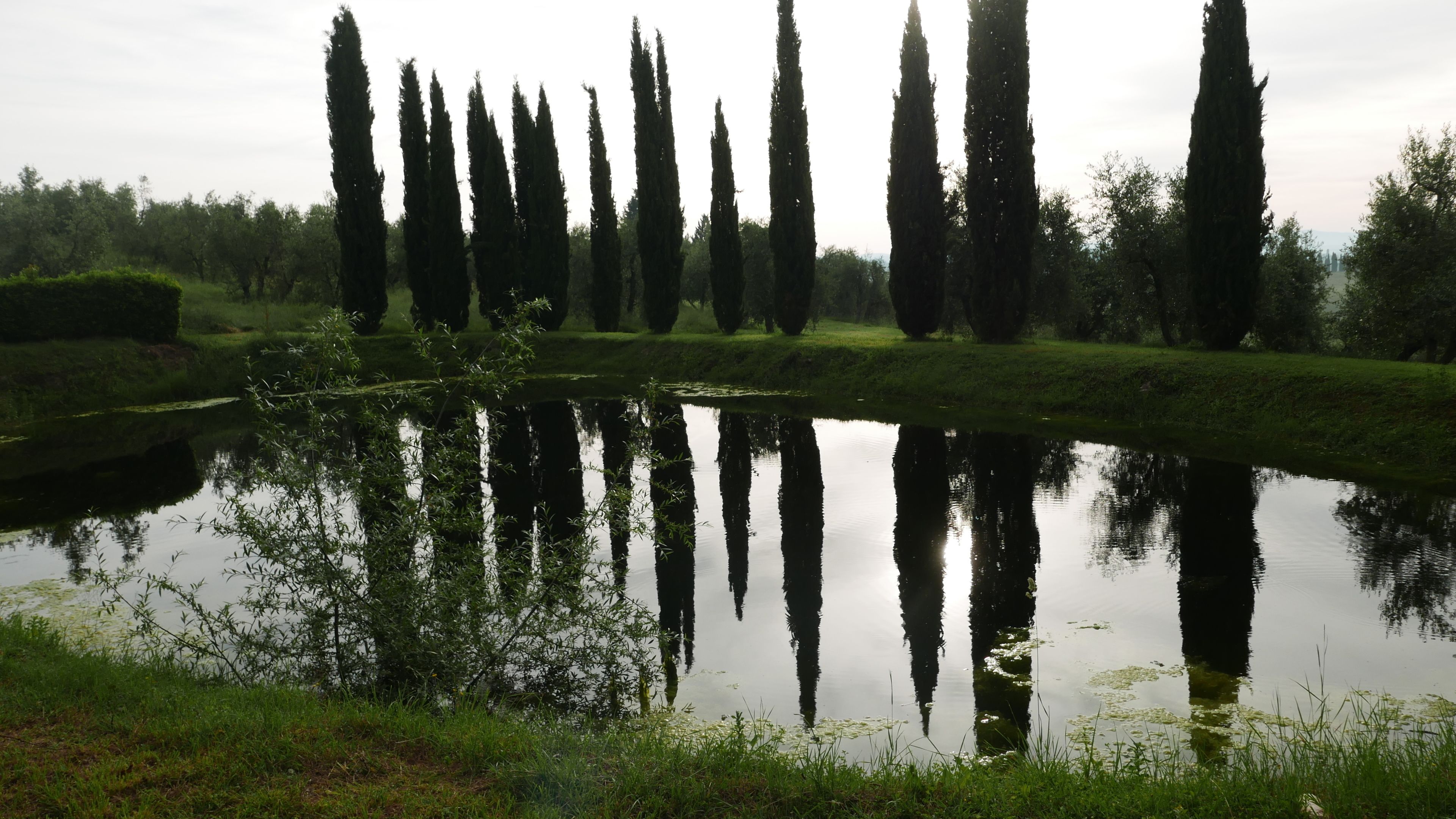 Un étang paisible où se reflètent de grands arbres dans l’eau.