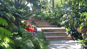 Un conjunt d'escales de pedra a l'exterior envoltades de vegetació exuberant i plantes tropicals.