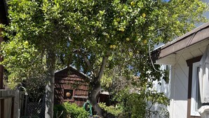 Un jardí amb un arbre carregat de fruita, un pont de fusta i un edifici blanc amb una finestra.