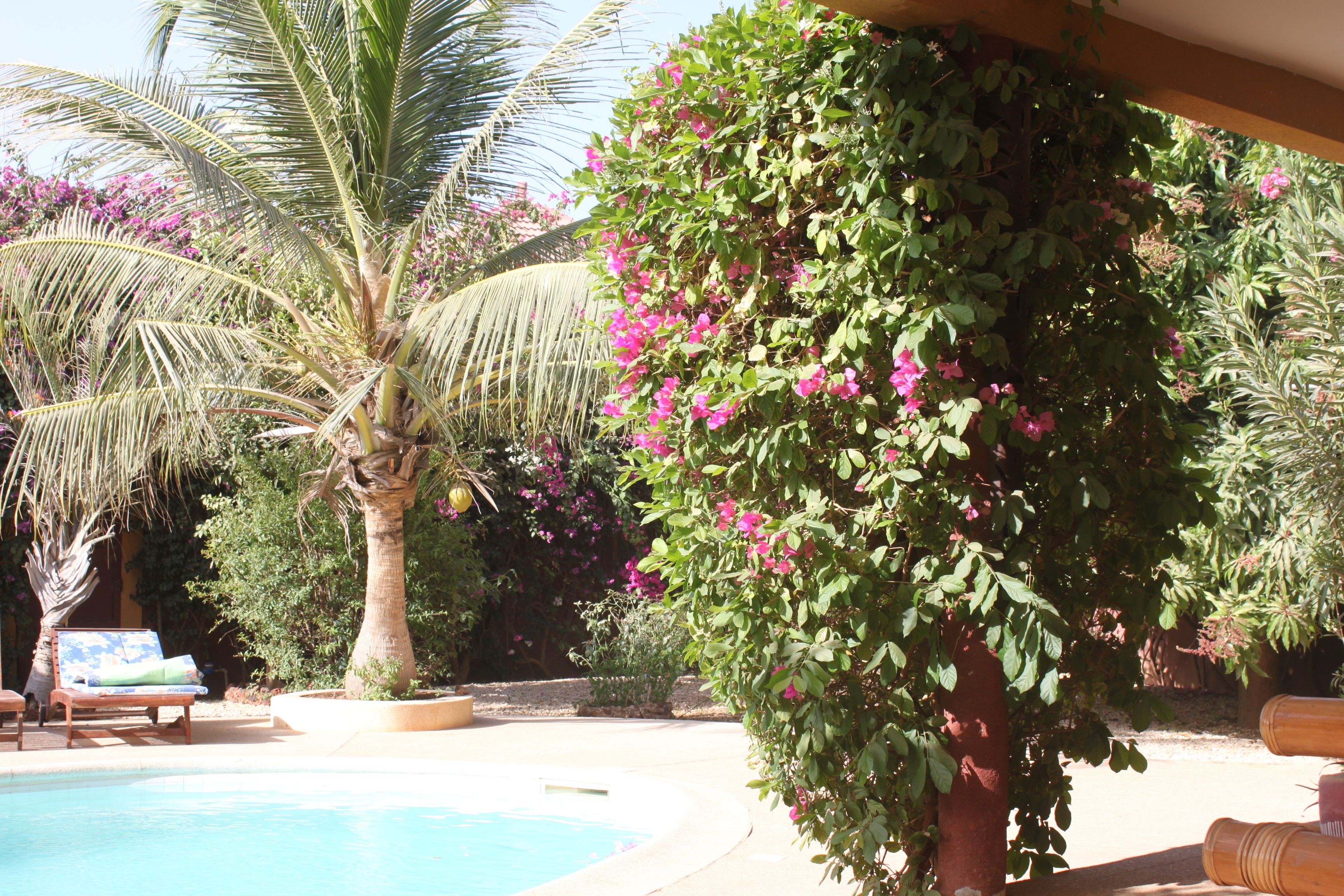 Outdoor pool, pool umbrellas, pool loungers