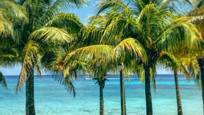 Una playa con palmeras y un cielo azul despejado.