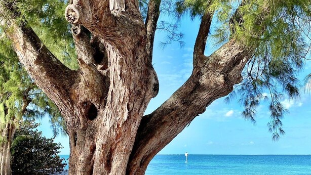 A large tree with a wide trunk and extensive roots, located near a beach with clear blue water and a distant buoy.