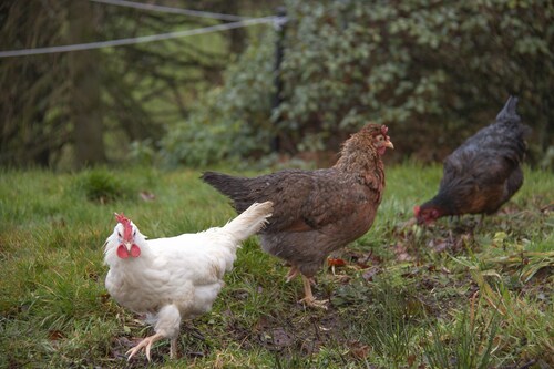 Fabulous Rural Farm Holiday Cottage near Drymen, Loch Lomond. 