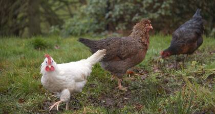 Fabulous Rural Farm Holiday Cottage near Drymen, Loch Lomond.