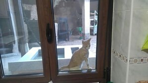 Um gato sentado no peitoril de uma porta de vidro.