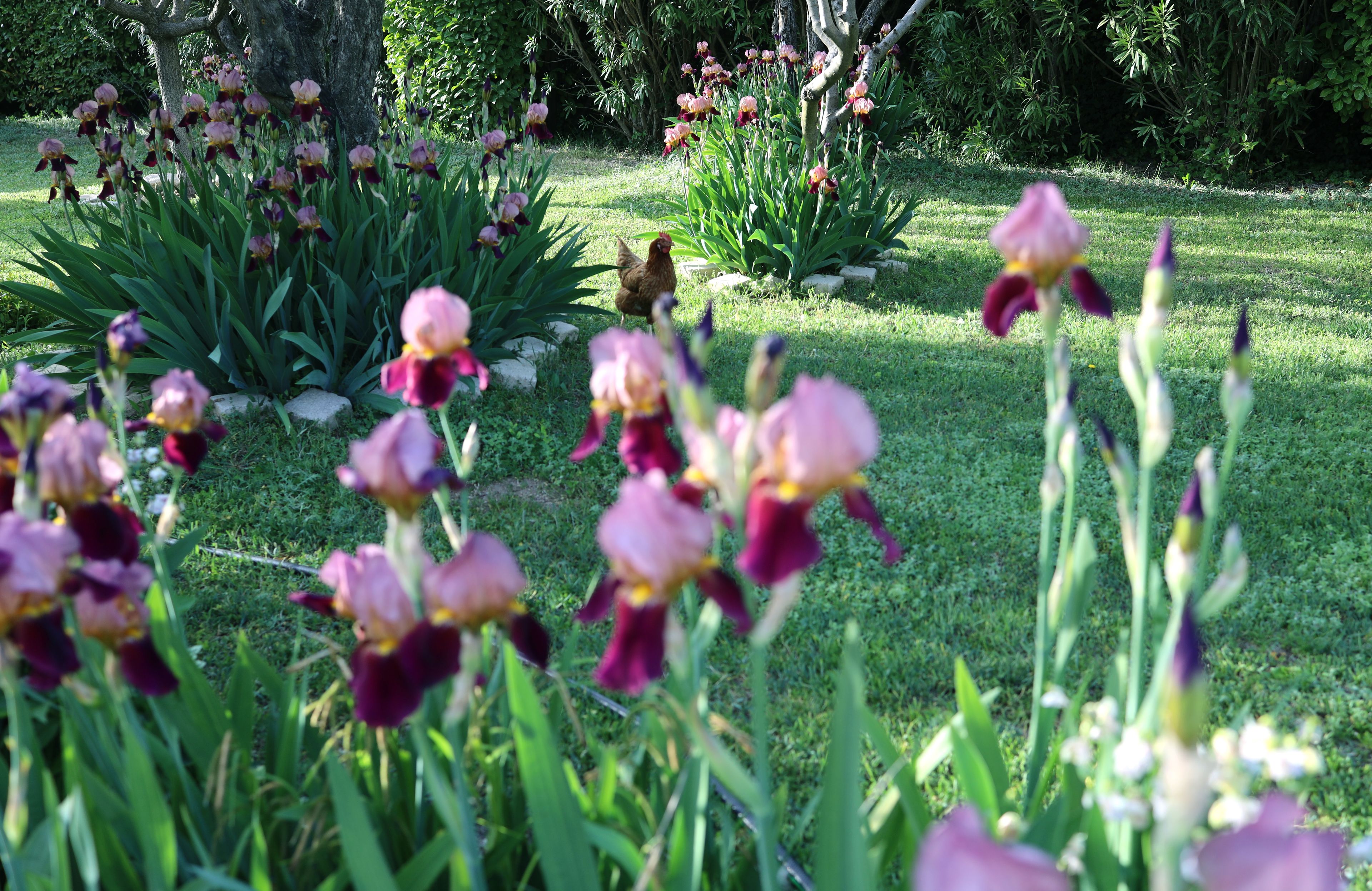 A garden with various plants and a chicken.