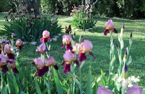 A garden with various plants and a chicken. - House with a beautiful mosaic pool. (Caromb)