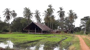 A rural landscape with a thatched-roof hut, surrounded by lush green fields and tall palm trees. - Kamatha Resort (Polonnaruwa)
